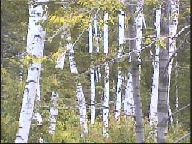 자작나무 숲을 촬영한 영상 스틸컷 사진파일 1 5