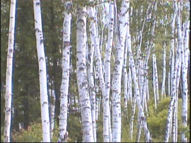 자작나무 숲을 촬영한 영상 스틸컷 사진파일 1 6