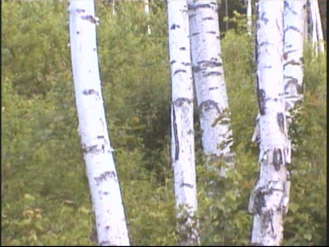 자작나무 숲을 촬영한 영상 스틸컷 사진파일 1 7