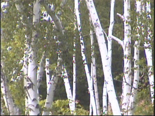 자작나무 숲을 촬영한 영상 스틸컷 사진파일 1 8