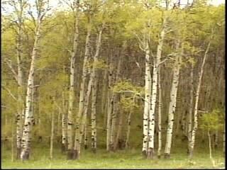 자작나무 숲을 촬영한 영상 스틸컷 사진파일 2 1