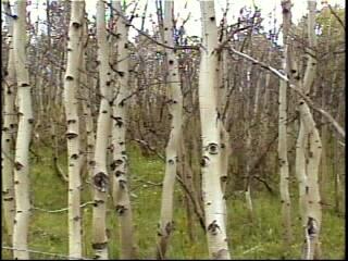 자작나무 숲을 촬영한 영상 스틸컷 사진파일 2 2