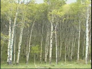 자작나무 숲을 촬영한 영상 스틸컷 사진파일 2 3