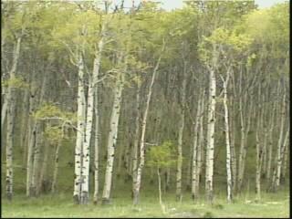 자작나무 숲을 촬영한 영상 스틸컷 사진파일 2 4