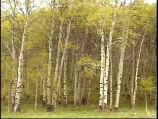 자작나무 숲을 촬영한 영상 스틸컷 사진파일 2 5