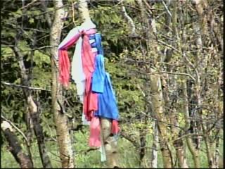 자작나무 숲을 촬영한 영상 스틸컷 사진파일 2 7