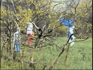 자작나무 숲을 촬영한 영상 스틸컷 사진파일 2 8