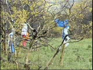 자작나무 숲을 촬영한 영상 스틸컷 사진파일 2