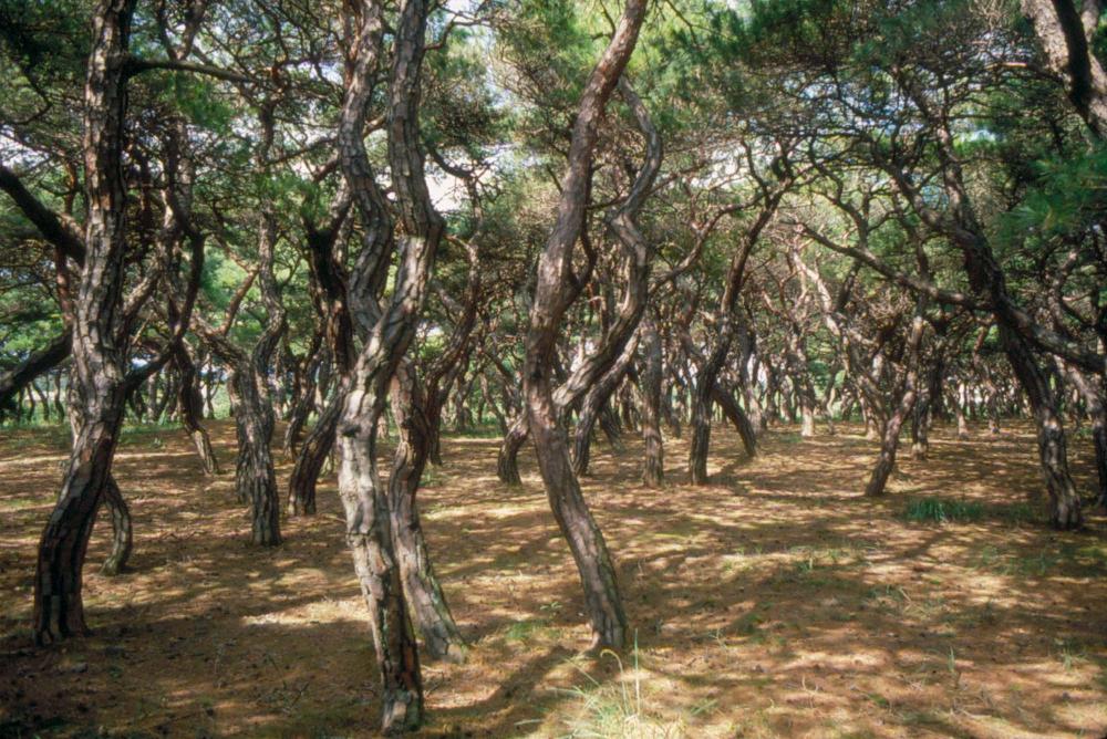 1970년부터 1987년까지 김명희 김차섭 경주여행 슬라이드 필름