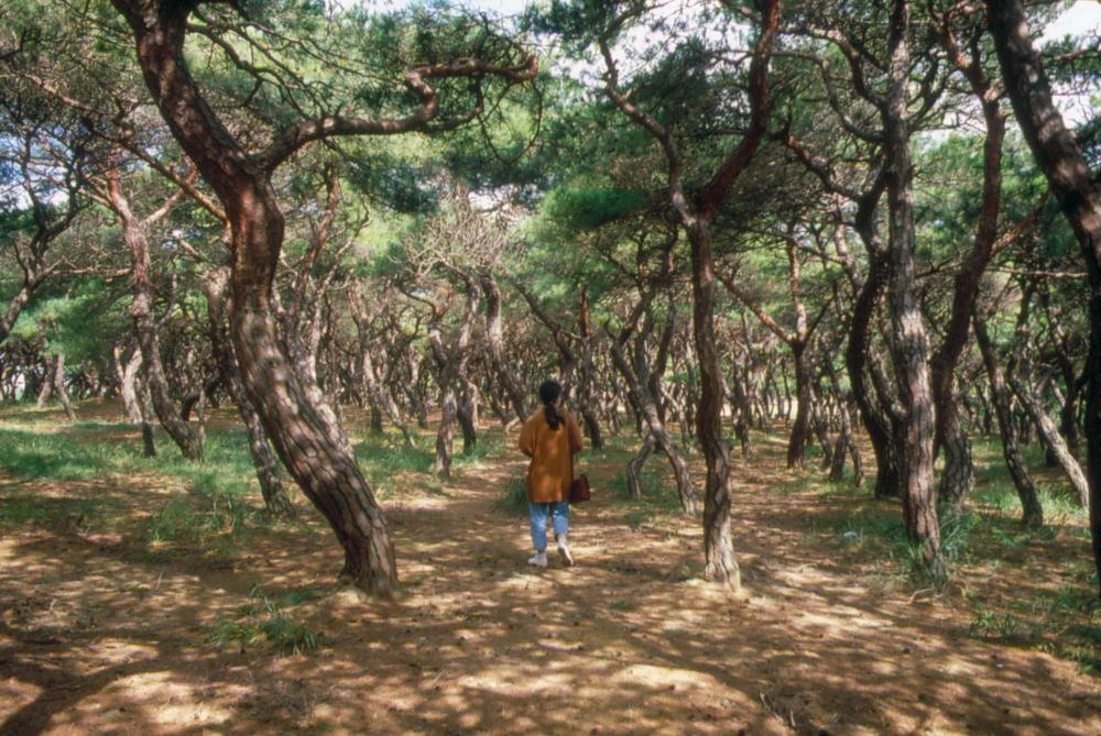 1970년부터 1987년까지 김명희 김차섭 경주여행 슬라이드 필름