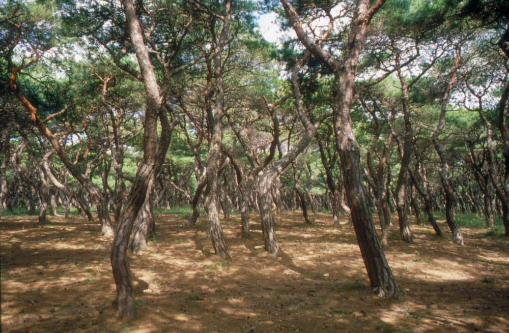 1970년부터 1987년까지 김명희 김차섭 경주여행 슬라이드 필름