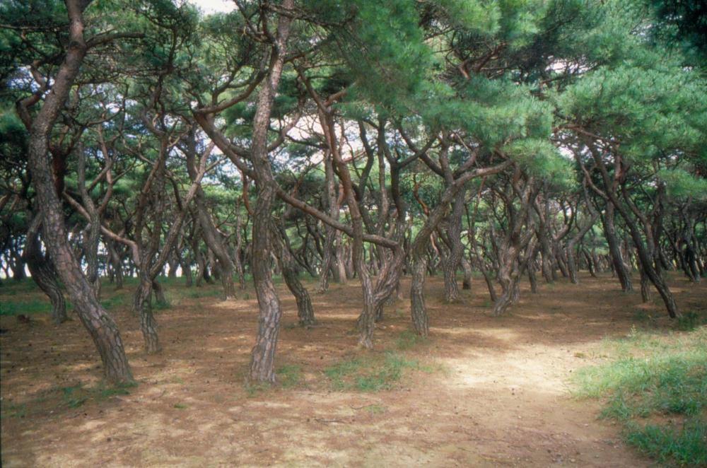 1970년부터 1987년까지 김명희 김차섭 경주여행 슬라이드 필름