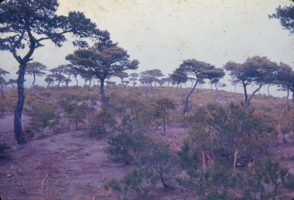 1970년부터 1987년까지 김명희 김차섭 경주여행 슬라이드 필름