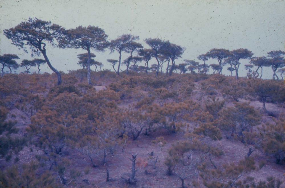 1970년부터 1987년까지 김명희 김차섭 경주여행 슬라이드 필름