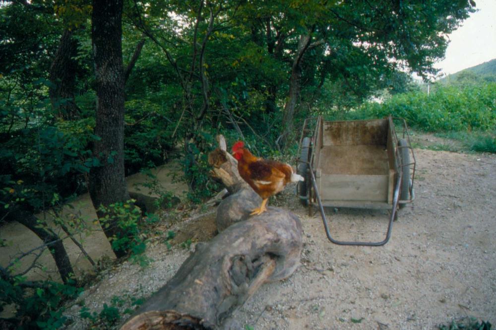 1984년 옥산서원 여행, 1987년 김차섭 한국미술관 개인전 슬라이드 필름
