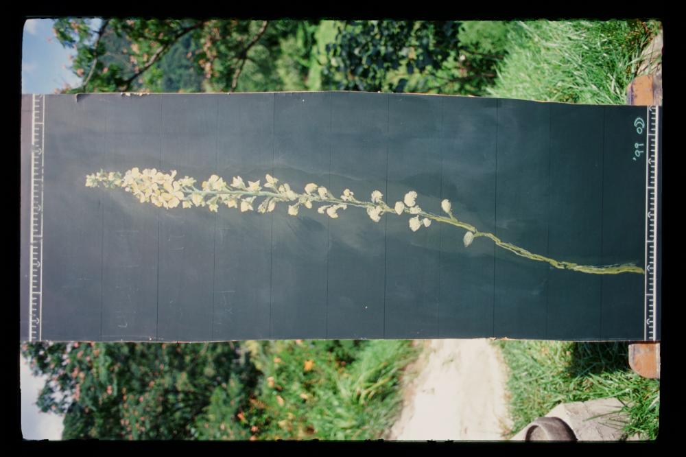 김명희 드로잉 작품 모음 사진파일