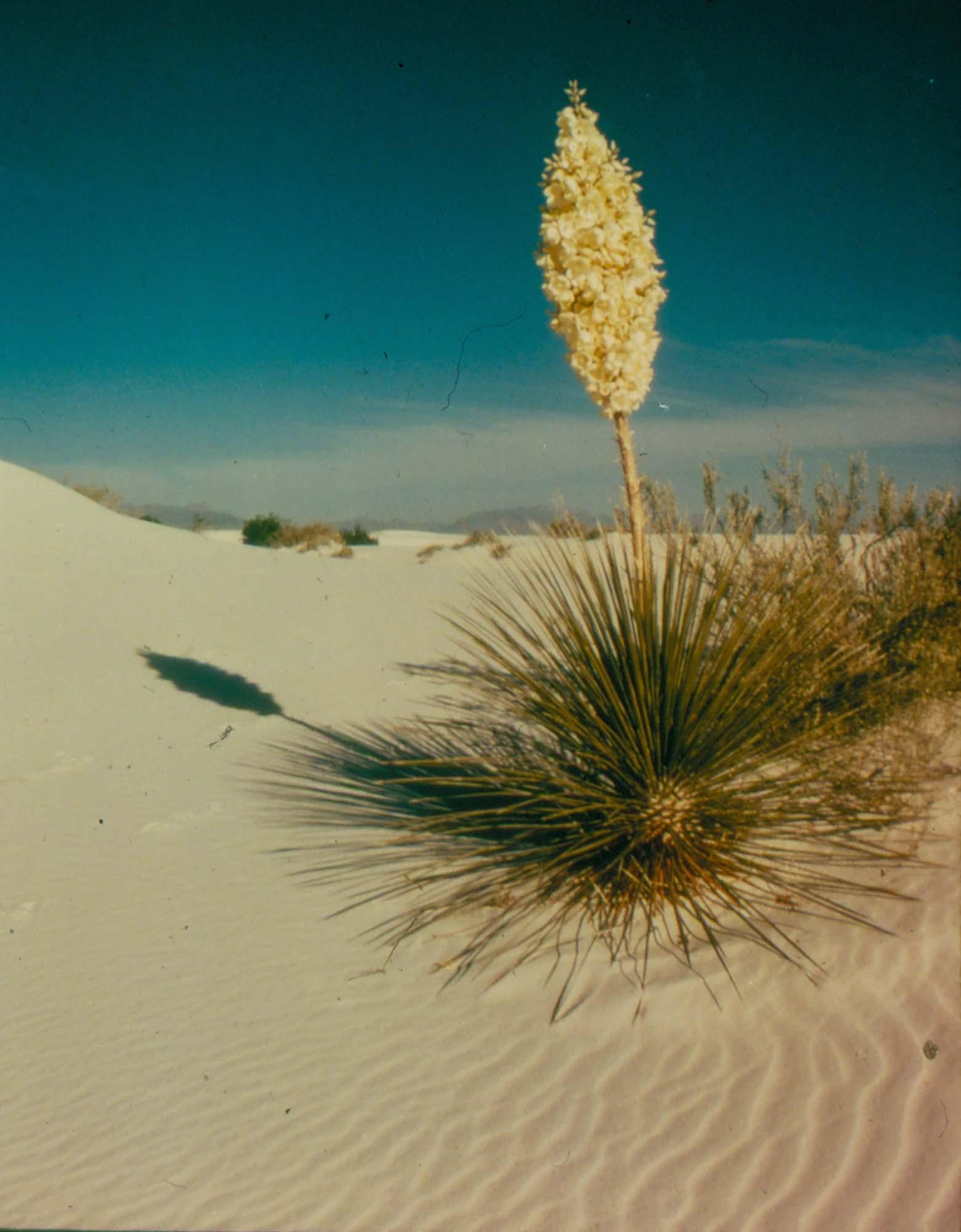 기억을 그리는 여행가